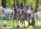 BZ7T8032 Lipizzaner im Burggarten Foto Pfluegl 160719
